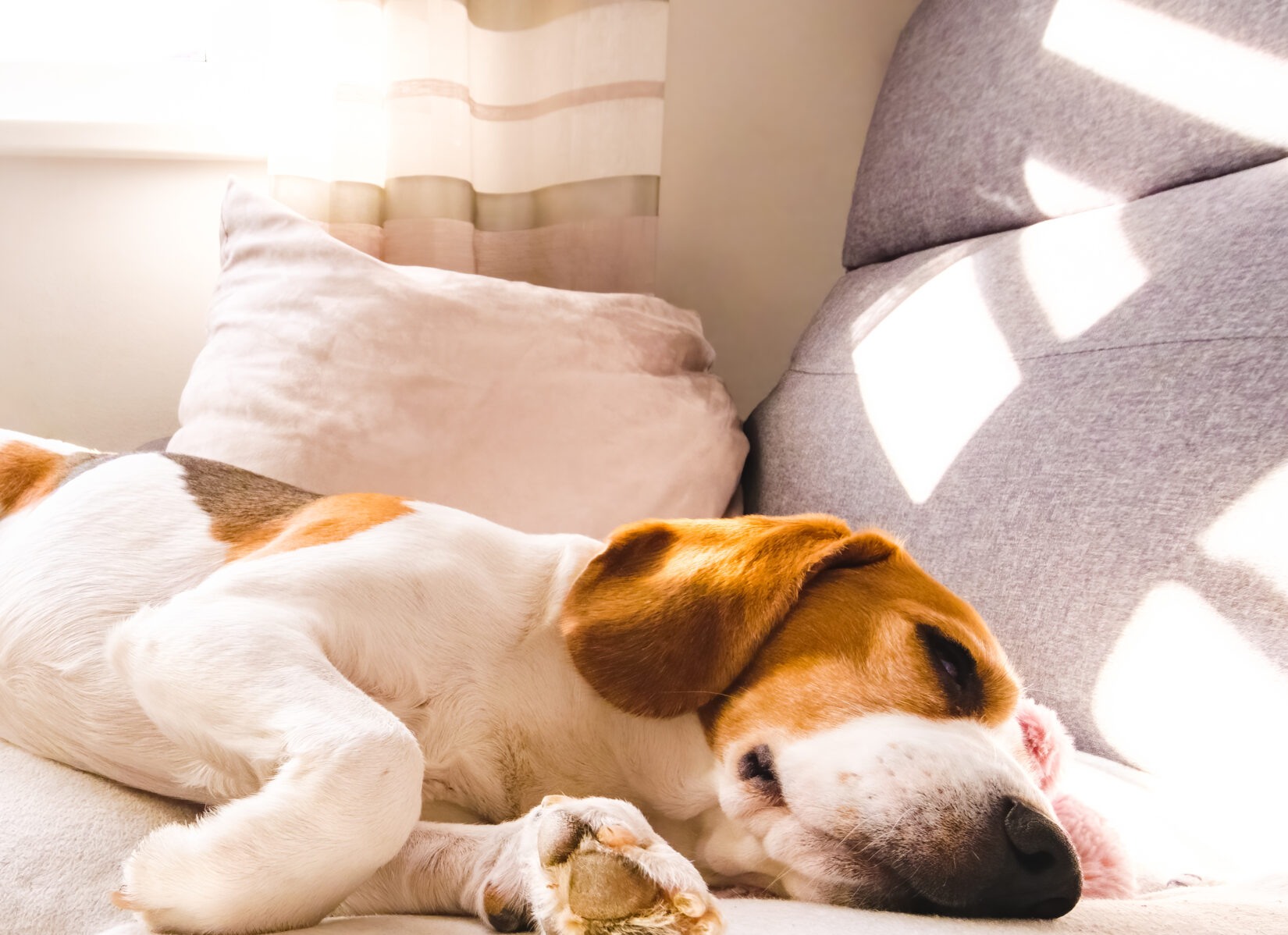 Beagle odpoczywa na kanapie w domu