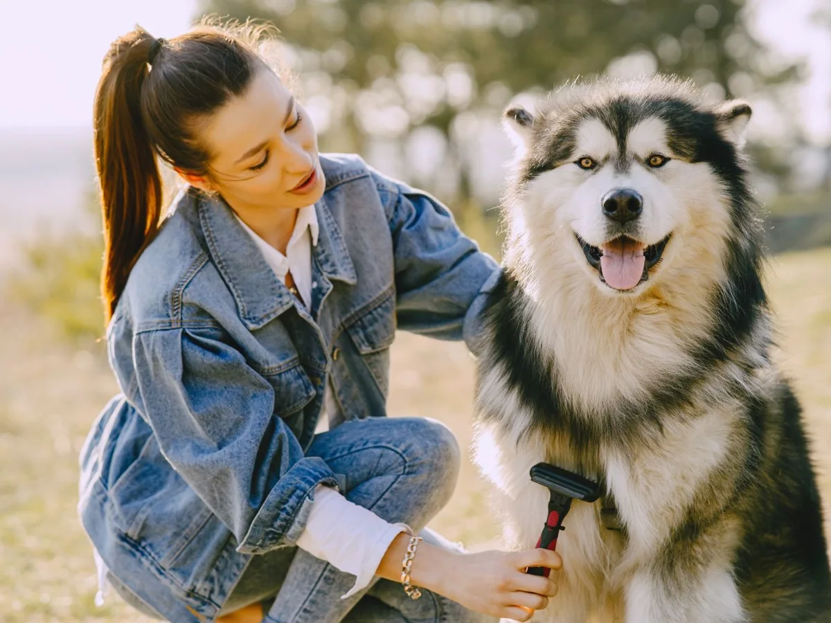 Opiekunka szczotkuje husky na świeżym powietrzu
